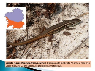 Lagarta rabuda (Psammodromus algirus). O corpo pode medir ata 7,5 cm e o rabo tres
veces máis, ata 23 cm. Escasa, só presente na metade sur.
 