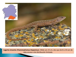 Lagarta cinsenta (Psammodromus hispanicus). Mide uns 15 cm, dos que de 8 a 10 son de
                       rabo.escasa e de distribución limitada.
 