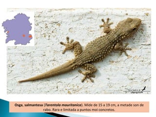 Osga, salmantesa (Tarentola mauritanica). Mide de 15 a 19 cm, a metade son de
                rabo. Rara e limitada a puntos moi concretos.
 