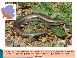 Esgonzo ibérico (Chalcides bedriagai). Pode medir ata 16 cm, a metade son de rabo. As
   femias son algo máis grandes.. pode pesar entre 4 e 9,5 gr. É inofensivo. Escaso e
                                       disperso.
 