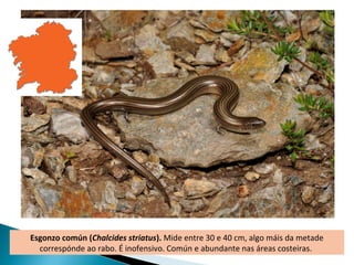 Esgonzo común (Chalcides striatus). Mide entre 30 e 40 cm, algo máis da metade
  correspónde ao rabo. É inofensivo. Común e abundante nas áreas costeiras.
 