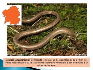 Escancer (Anguis fragilis). É un lagarto sen patas. Os machos miden de 30 a 40 cm e as
femias poden chegar a 50 cm. É un animal inofensivo. Abundante e ben distribuído. É un
                                    animal moi lonxevo.
 