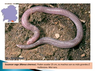 Escancer cego (Blanus cinereus). Poden acadar 25 cm, os machos son os máis grandes.É
                                 inofensivo. Moi raro.
 