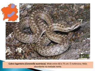 Cobra lagarteira (Coronella austriaca). Mide entre 60 e 75 cm. É inofensiva. Máis
                          abundante na metade norte.
 