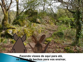 Facendo viaxes de aquí para alá,
na busca de bechos para vos ensinar,
 