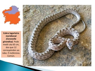 Cobra lagarteira
    meridional
    (Coronella
 girondica). Pode
 medir ata 65 cm,
    dos que 12
 correspónden ao
rabo. É inofensiva.
     Común.
 