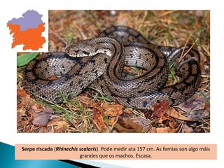 Serpe riscada (Rhinechis scalaris). Pode medir ata 157 cm. As femias son algo máis
                         grandes que os machos. Escasa.
 