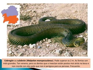 Cobregón ou culebrón (Malpolon monspessulanus). Pode superar os 2 m. As femias son
máis grandes. Ten veneno, pero os dentes que o inxectan están postos moi atrás na boca e
         non morde con eles polo que non é perigosa para as persoas. Frecuente.
 