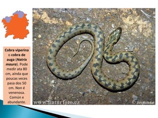 Cobra viperina
  o cobra de
 auga (Natrix
maura). Pode
 medir ata 80
cm, aínda que
 poucas veces
  pasa dos 50
   cm. Non é
   venenosa.
    Común e
  abundante.
 
