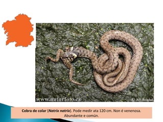 Cobra de colar (Natrix natrix). Pode medir ata 120 cm. Non é venenosa.
                         Abundante e común.
 