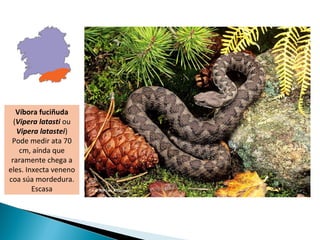 Víbora fuciñuda
  (Vipera latasti ou
   Vipera latastei)
 Pode medir ata 70
    cm, aínda que
 raramente chega a
eles. Inxecta veneno
coa súa mordedura.
        Escasa
 