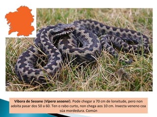 Víbora de Seoane (Vipera seoanei). Pode chegar a 70 cm de lonxitude, pero non
adoita pasar dos 50 a 60. Ten o rabo curto, non chega aos 10 cm. Inxecta veneno coa
                               súa mordedura. Común
 