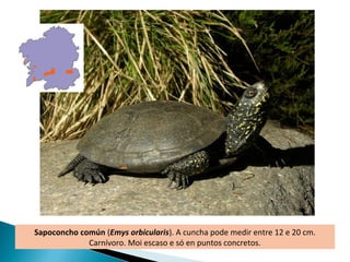 Sapoconcho común (Emys orbicularis). A cuncha pode medir entre 12 e 20 cm.
             Carnívoro. Moi escaso e só en puntos concretos.
 