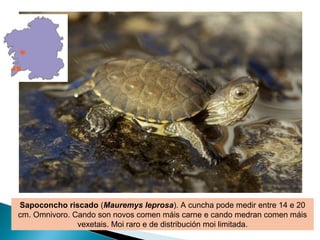 Sapoconcho riscado (Mauremys leprosa). A cuncha pode medir entre 14 e 20
cm. Omnivoro. Cando son novos comen máis carne e cando medran comen máis
               vexetais. Moi raro e de distribución moi limitada.
 