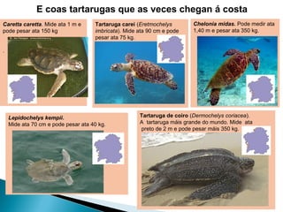E coas tartarugas que as veces chegan á costa
Caretta caretta. Mide ata 1 m e      Tartaruga carei (Eretmochelys       Chelonia midas. Pode medir ata
pode pesar ata 150 kg                imbricata). Mide ata 90 cm e pode   1,40 m e pesar ata 350 kg.
                                     pesar ata 75 kg.

.




    Lepidochelys kempii.                              Tartaruga de coiro (Dermochelys coriacea).
    Mide ata 70 cm e pode pesar ata 40 kg.            A tartaruga máis grande do mundo. Mide ata
                                                      preto de 2 m e pode pesar máis 350 kg.
 
