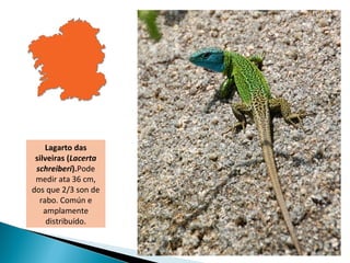 Lagarto das
 silveiras (Lacerta
 schreiberi).Pode
 medir ata 36 cm,
dos que 2/3 son de
  rabo. Común e
    amplamente
     distribuído.
 