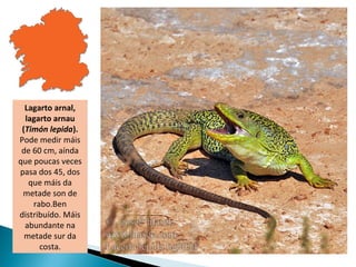 Lagarto arnal,
  lagarto arnau
 (Timón lepida).
Pode medir máis
 de 60 cm, aínda
que poucas veces
pasa dos 45, dos
   que máis da
 metade son de
    rabo.Ben
distribuído. Máis
  abundante na
  metade sur da
      costa.
 