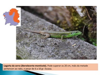 Lagarta da serra (Iberolacerta monticola). Pode superar os 20 cm, máis da metade
pertencen ao rabo, e pesar de 6 a 10 gr. Escasa.
 