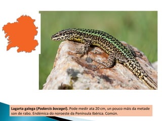 Lagarta galega (Podarcis bocagei). Pode medir ata 20 cm, un pouco máis da metade
son de rabo. Endémica do noroeste da Península Ibérica. Común.
 