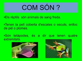 COM SÓN ?
●Els rèptils són animals de sang freda.
●Tenen la pell coberta d'escates o escuts, enlloc
de pèl o plomes.
●Són tetàpodes, és a dir que tenen quatre
extremitats.
 