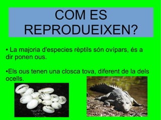 ● La majoria d'especies rèptils són ovípars, és a
dir ponen ous.
●Els ous tenen una closca tova, diferent de la dels
ocells.
COM ES
REPRODUEIXEN?
 