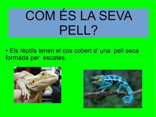 ● Els rèptils tenen el cos cobert d' una pell seca
formada per escates.
COM ÉS LA SEVA
PELL?
 