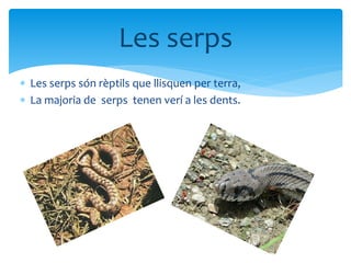  Les serps són rèptils que llisquen per terra,
 La majoria de serps tenen verí a les dents.
Les serps
 