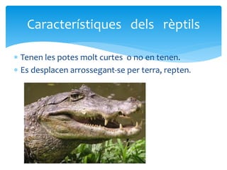  Tenen les potes molt curtes o no en tenen.
 Es desplacen arrossegant-se per terra, repten.
Característiques dels rèptils
 