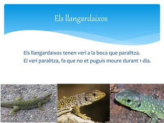 Els llangardaixos tenen verí a la boca que paralitza.
El verí paralitza, fa que no et puguis moure durant 1 dia.
Els llangardaixos
 