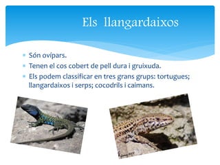  Són ovípars.
 Tenen el cos cobert de pell dura i gruixuda.
 Els podem classificar en tres grans grups: tortugues;
llangardaixos i serps; cocodrils i caimans.
Els llangardaixos
 