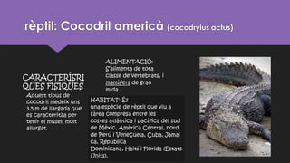 rèptil: Cocodril americà (cocodrylus actus)
Aquest tipus de
cocodril medeix uns
3,5 m de llargada que
es caracteritza per
tenir el musell molt
allargat.
CARACTERÍSRI
QUES FÍSIQUES
ALIMENTACIÓ:
S’alimenta de tota
classe de vertebrats, i
mamífers de gran
mida.
HABITAT: És
una espècie de rèptil que viu a
l'àrea compresa entre les
costes atlàntica i pacífica del sud
de Mèxic, Amèrica Central, nord
de Perú i Veneçuela, Cuba, Jamai
ca, República
Dominicana, Haití i Florida (Estats
Units).
 