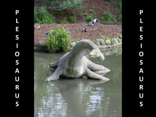 P
L
E
S
I
O
S
A
U
R
U
S
P
L
E
S
I
O
S
A
U
R
U
S