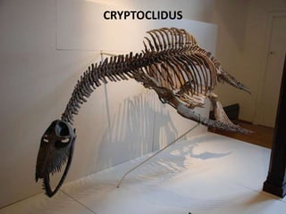 CRYPTOCLIDUS