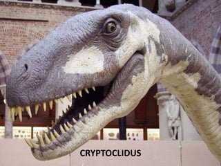 CRYPTOCLIDUS