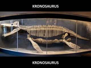 KRONOSAURUS
KRONOSAURUS