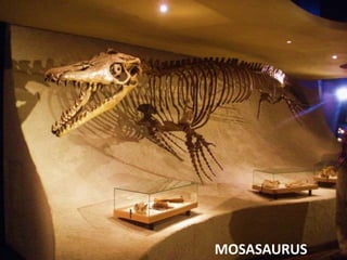 MOSASAURUS