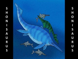 S
H
O
N
I
S
A
U
R
U
S
S
H
O
N
I
S
A
U
R
U
S