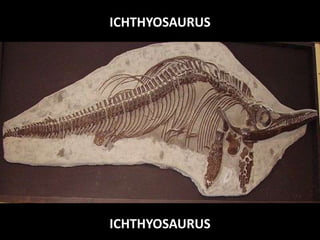 ICHTHYOSAURUS
ICHTHYOSAURUS
