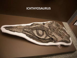 ICHTHYOSAURUS