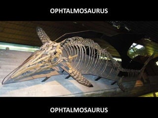 OPHTALMOSAURUS
OPHTALMOSAURUS