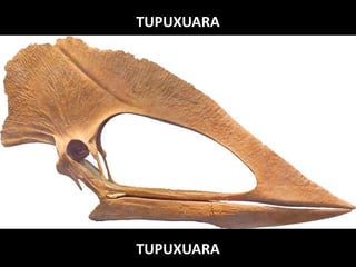 TUPUXUARA
TUPUXUARA
 
