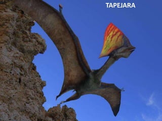 TAPEJARA
 