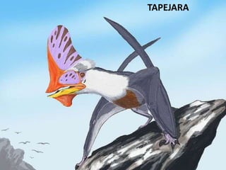 TAPEJARA
 