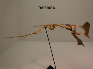 TAPEJARA
 