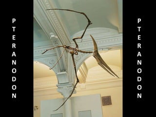 P
T
E
R
A
N
O
D
O
N
P
T
E
R
A
N
O
D
O
N
 