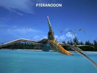 PTERANODON
 