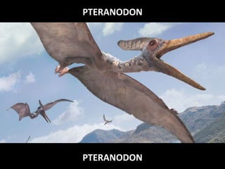 PTERANODON
PTERANODON
 