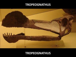 TROPEOGNATHUS
TROPEOGNATHUS
 