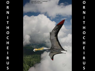 O
R
N
I
T
H
O
C
H
E
I
R
U
S
O
R
N
I
T
H
O
C
H
E
I
R
U
S
 