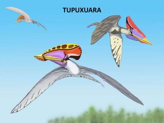 TUPUXUARA
 